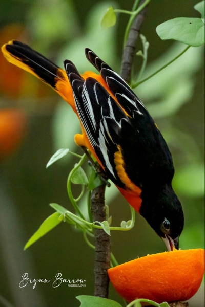 Oriole Delight: A Colorful Feast in Nature's Lap