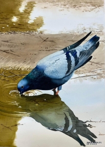Pigeon Quenching Thirst: A Reflection of Nature's Simplicity