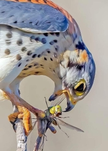 Raptor's Feast: A Dive into Bird Predation