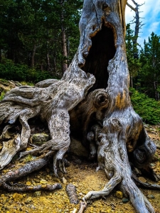 Rediscovering Nature's Timeless Artistry: The Weathered Tree Stump