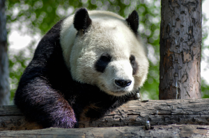 Reposeful Moments: A Tired Panda in a China Zoo