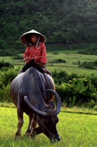 Rural Harmony: A Journey Through the Green Landscape on a Water Buffalo