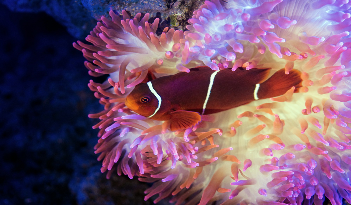 Spine-Cheek Anemonefish: A Vibrant Underwater Spectacle