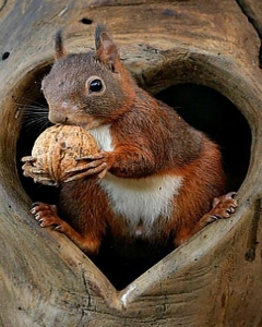 Squirrel's Cozy Nut Retreat: A Snapshot of Nature's Charm