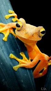 Striking Beauty of the Vibrant Rainforest Frog