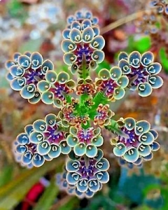 Symphony of Spirals: A Close-Up Look at an Exotic Succulent