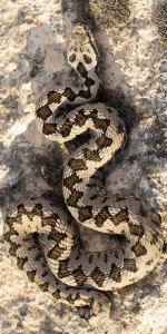 The Art of Camouflage: The Snake's Adaptation on Rocky Terrains