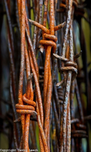 The Artistry in Aged Wire: A Study of Texture and Light