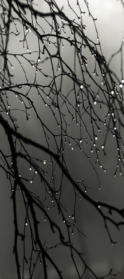 The Atmospheric Symphony of Rain-kissed Branches