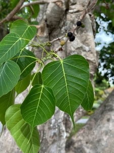 The Broad-Leafed Tree: A Study in Nature's Beauty