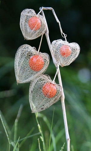 The Enchanting Beauty of the Chinese Lantern Plant