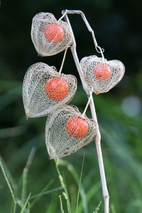 The Enchanting Beauty of the Chinese Lantern Plant