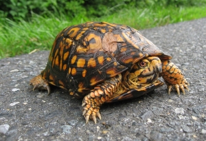 The Enchanting Journey of a Box Turtle Across a Countryside Road