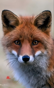 The Enchanting Red Fox: A Closer Look at Its Distinct Features