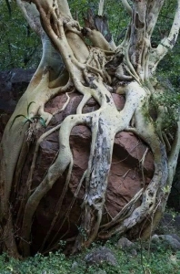 The Enigmatic Embrace: Tree Roots Intertwined with Boulder