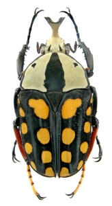 The Intricacies of Colorful Beetle Patterns: A Closer Look at Black and Yellow Markings