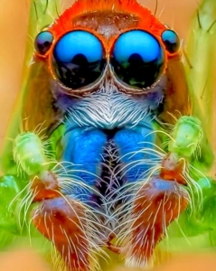 The Intricate Beauty of the Colorful Jumping Spider: A Detailed Close-Up