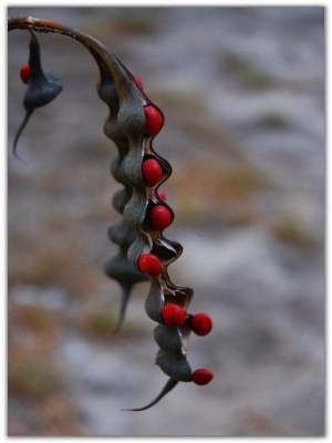 The Intrigue of Pod Plants: Unveiling the Bright Red Seeds