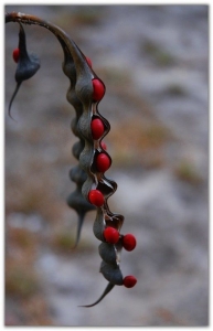 The Intrigue of Pod Plants: Unveiling the Bright Red Seeds