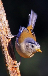 The Intriguing Blue-Brown Bird: An Avian Curiosity