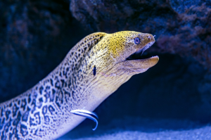 The Intriguing Relationship between Moray Eel and Cleaner Wrasse at Cairns Aquarium, Australia