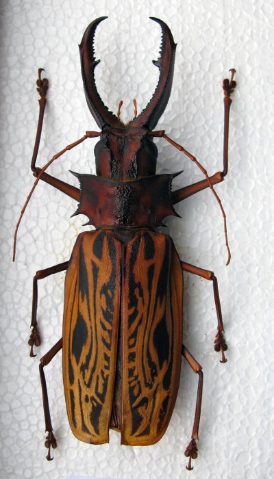 The Majestic Beauty of a Horned Beetle: A Study in Entomology