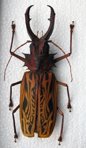 The Majestic Beauty of a Horned Beetle: A Study in Entomology