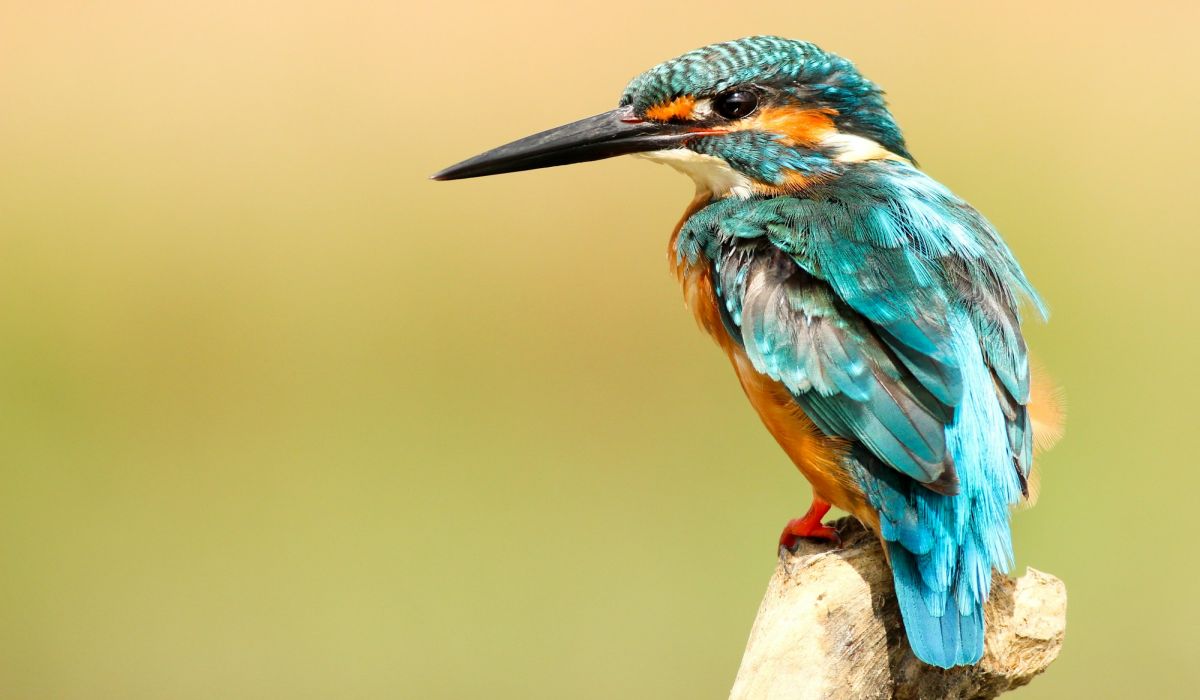 The Majestic Blue Kingfisher: A Master Fisher in Vibrant Plumage