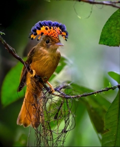The Majestic Crowned Bird Amidst the Verdant Foliage
