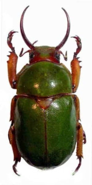 The Majestic Green Scarab Beetle: Nature's Little Jewel