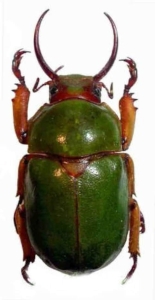 The Majestic Green Scarab Beetle: Nature's Little Jewel