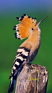 The Majestic Hoopoe: A Bird with Unique Appearance and Call