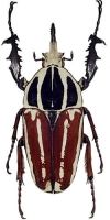 The Mighty Rhinoceros Beetle: A Marvel of the Tropical World