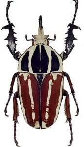 The Mighty Rhinoceros Beetle: A Marvel of the Tropical World