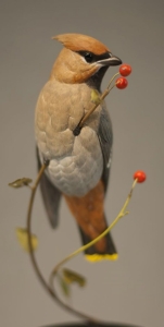 The Splendid Waxwing Bird on a Berry Laden Branch
