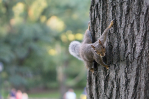 The Stealthy Adventures of the Ninja Squirrel
