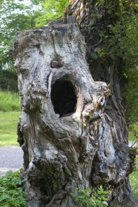 The Story of a Hollowed-Out Tree Stump: Nature's Hidden Quarters