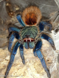 The Vibrant Beauty of Blue and Brown Tarantulas