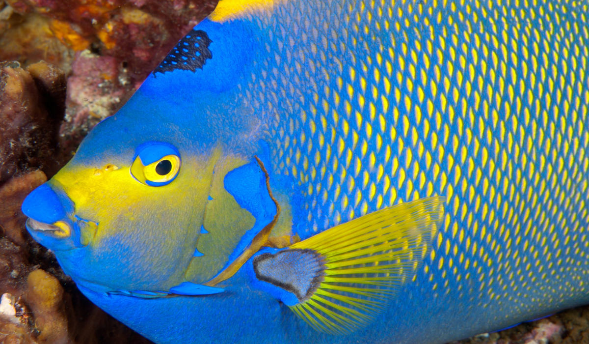 The Vibrant Queen Angelfish: A Splash of Tropical Colors Beneath the Seas