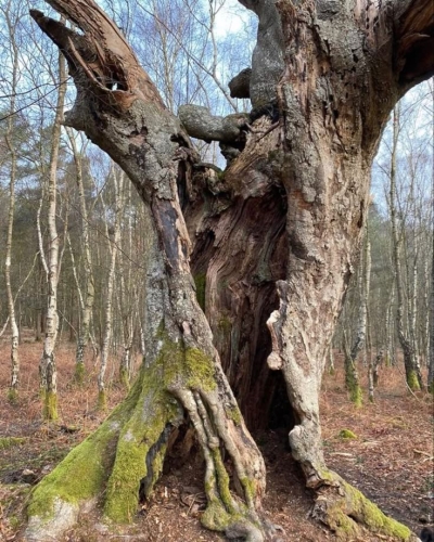 Timeless Tales of the Gnarled Forest Giant
