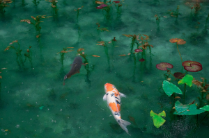 Tranquil Koi Fish Pond in Nemichi-Jinja, Seki, Japan