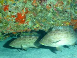Underwater Adventure: The Jigsaw Puzzles of Two Scamp Groupers