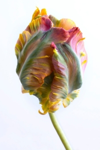 Unfolding Beauty: The Multicolored Tulip Bud
