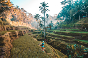Unforgettable Sunrise Over Bali's Terraced Rice Fields: A Backpacker's Tale
