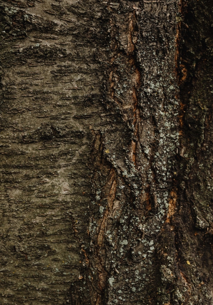 Unraveling the Intricate Patterns of Tree Bark Texture