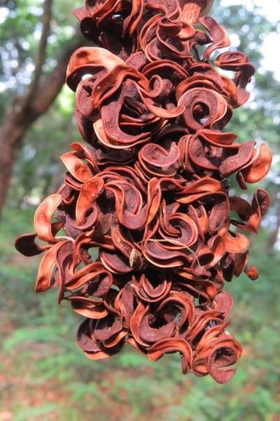 Unveiling the Beauty of Dried Plant Material: A Close Look at Reddish-Brown Seed Pods