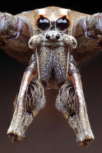 Unveiling the Intricate World of Spiders: A Close-Up Exploration