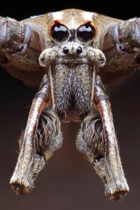 Unveiling the Intricate World of Spiders: A Close-Up Exploration