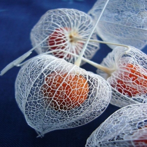 Unveiling the Intrigue of Physalis Fruits: Ground Cherries and Cape Gooseberries