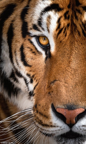 Unveiling the Majestic Beauty of a Tiger's Close-Up Portrait